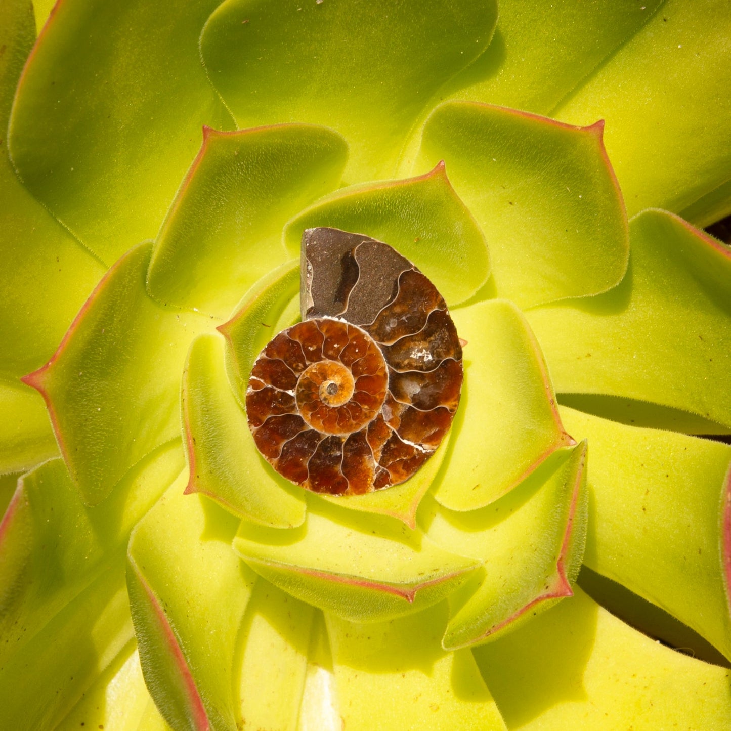 Ammonite Slice Pair